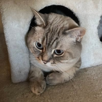 Tamay McAfee Catson
